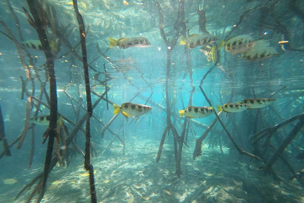 Peixe-arqueiro, o John Wick dos lagos e manguezais