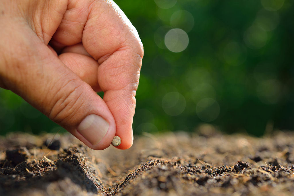 A germina��o de uma planta � t�o complicada que d� at� pregui...