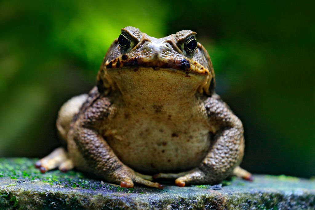 Sapos-cururus australianos desenvolveram pernas mais longas para viajarem mais longe
