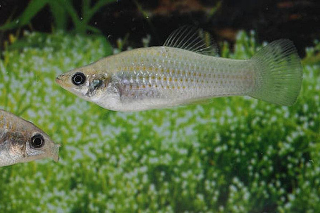 Cientistas descobriram como a molin�sia-amaz�nica se clonou por 100.000 anos