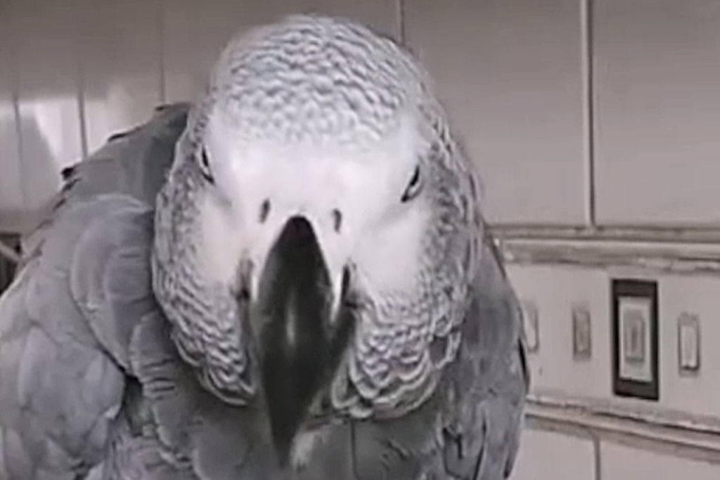 Papagaia idosa finge tossir para que sua humana prepare seu chá diário