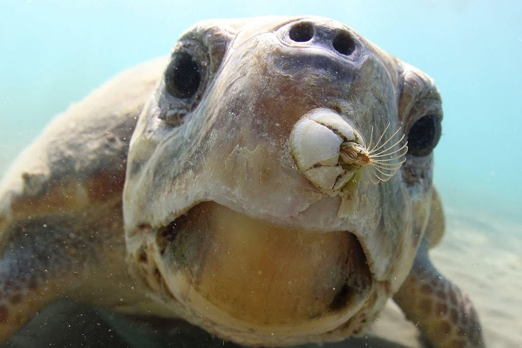 Por que cracas se fixam e atacam tartarugas-marinhas?