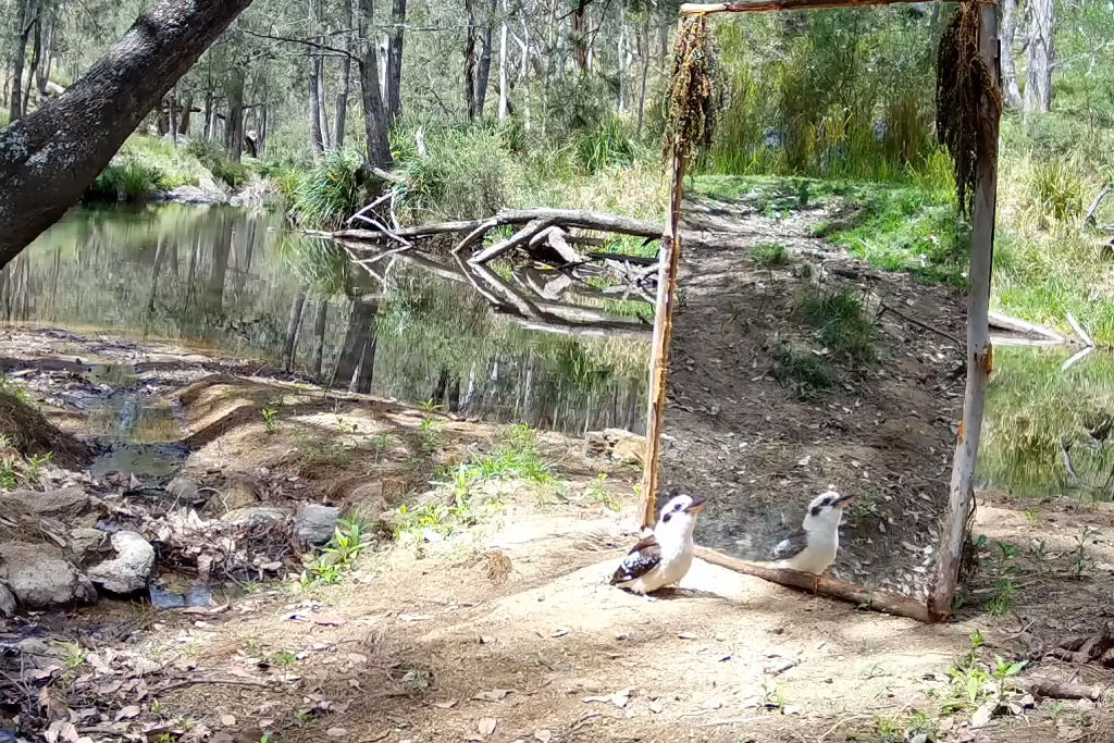 Animais selvagens australianos reagindo ao verem seus reflexos em um espelho
