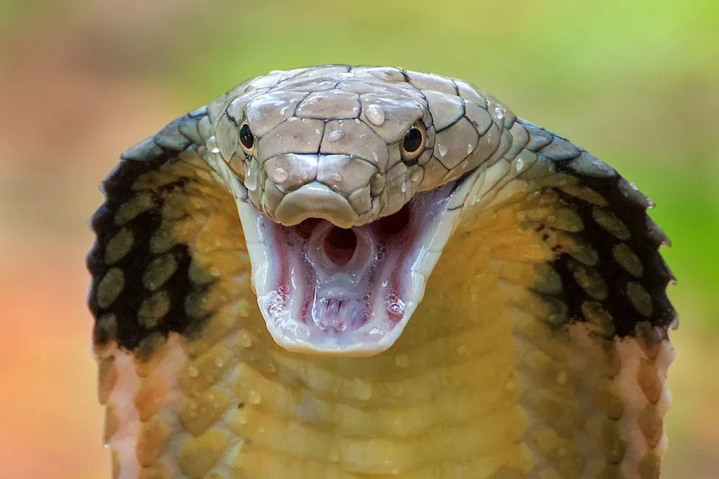 Como diabos as cobras engolem animais muito maiores do que elas?