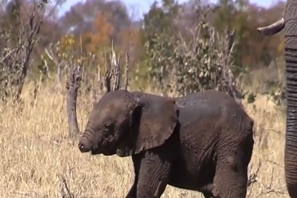 Um elefante pode sobreviver sem sua tromba?
