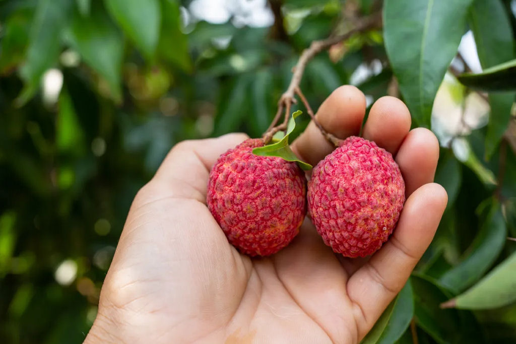 Fruta deliciosa e conhecida por todos matou centenas de crian�as na �ndia