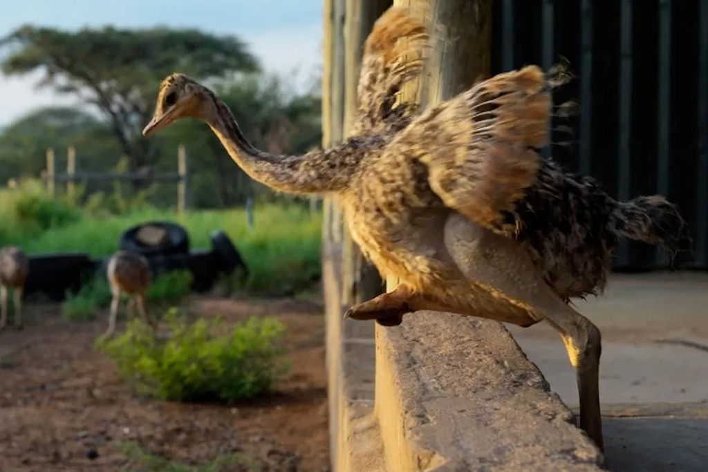Filhota de avestruz desajeitada aprendeu a andar com a ajuda de sua dedicada tratadora