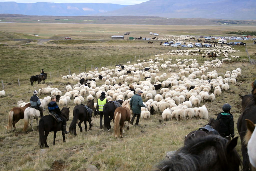 R�ttir, a contagem anual islandesa de ovelhas est� longe de ser sonolenta