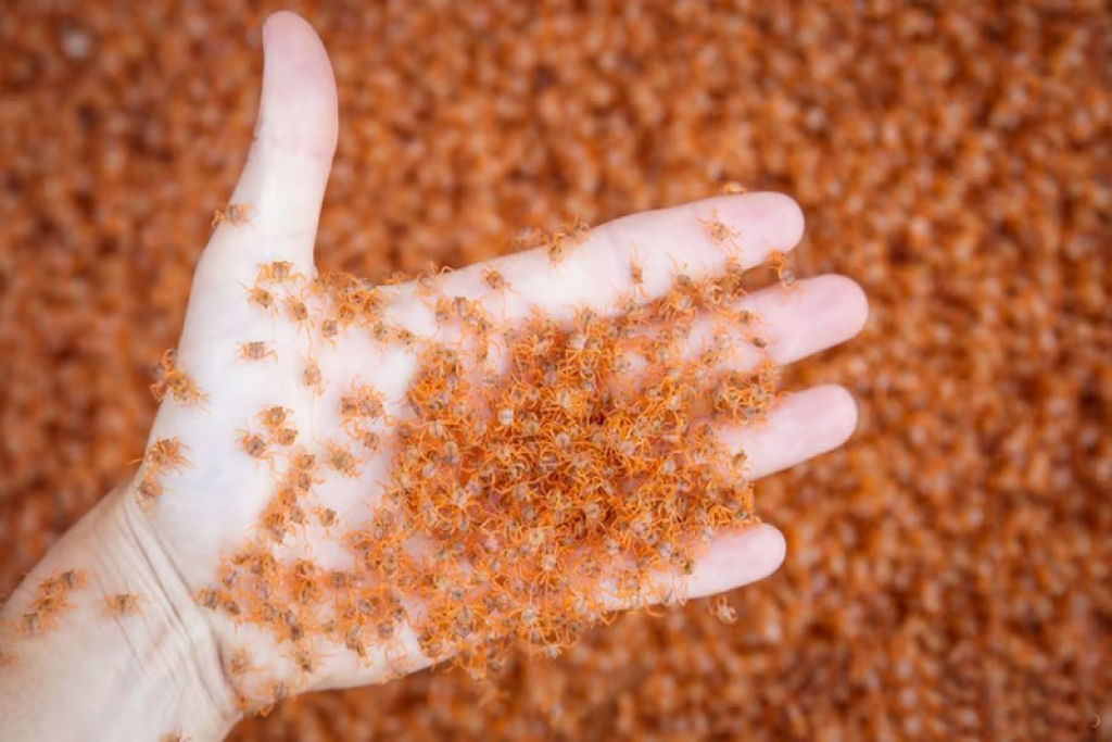 Caranguejos vermelhos da Ilha Christmas n�o conseguem evitar comer seus pr�prios filhotes