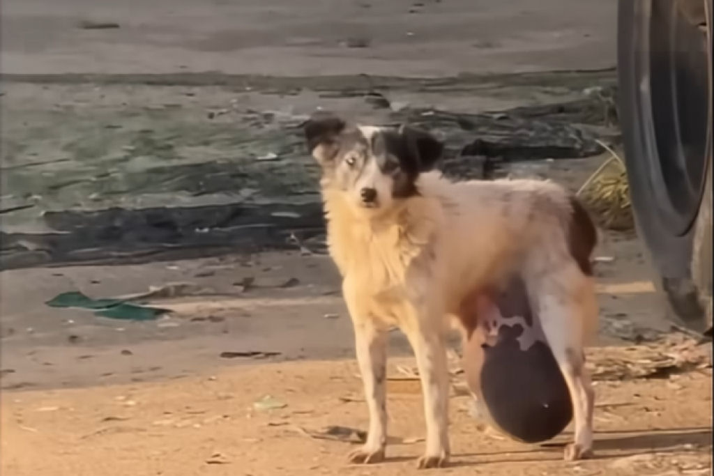 Durante 3 anos, cadelinha arrastou um enorme tumor, at� ser resgatada