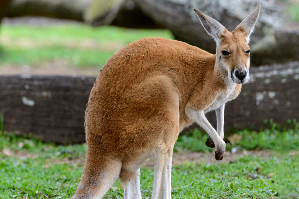 Cangurus s�o canhotos - A lateralidade nem � t�o rara entre os animais