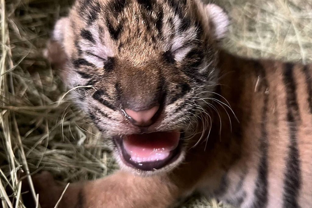 Filhote de tigre recém-nascido foi criado inteiramente à mão humana