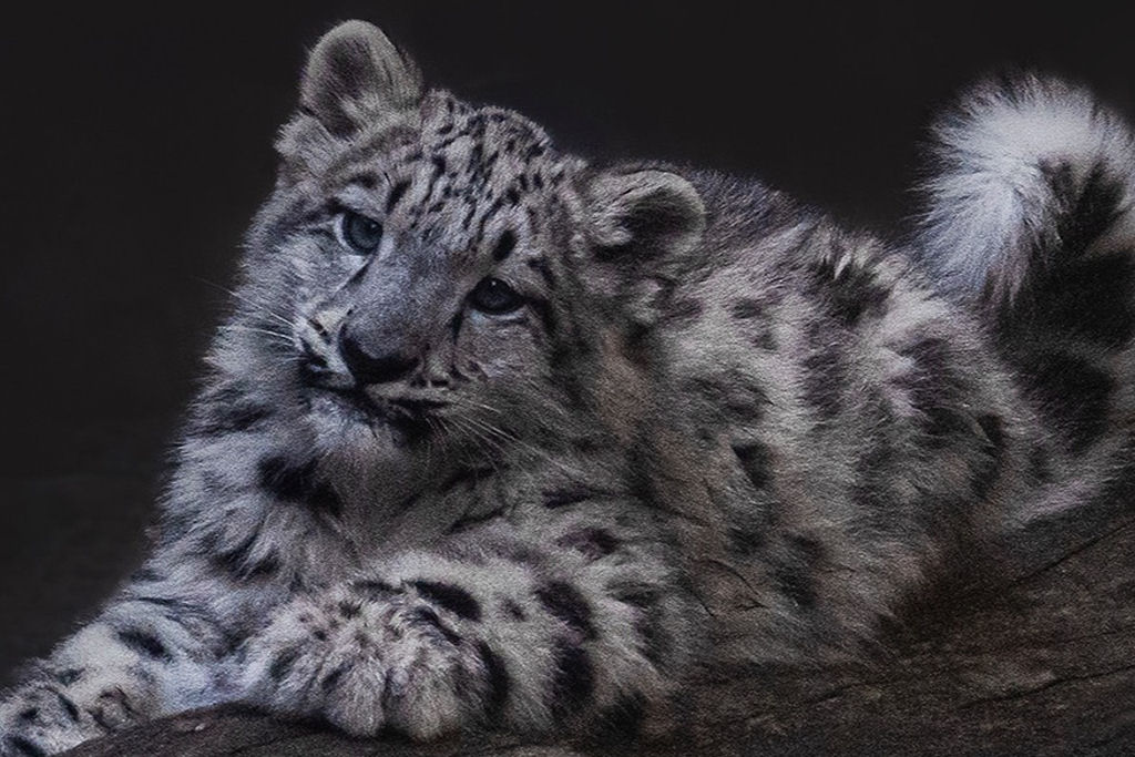 Filhotes adoráveis de leopardo-das-neves saem de sua toca pela primeira vez no zooo de Melbourne