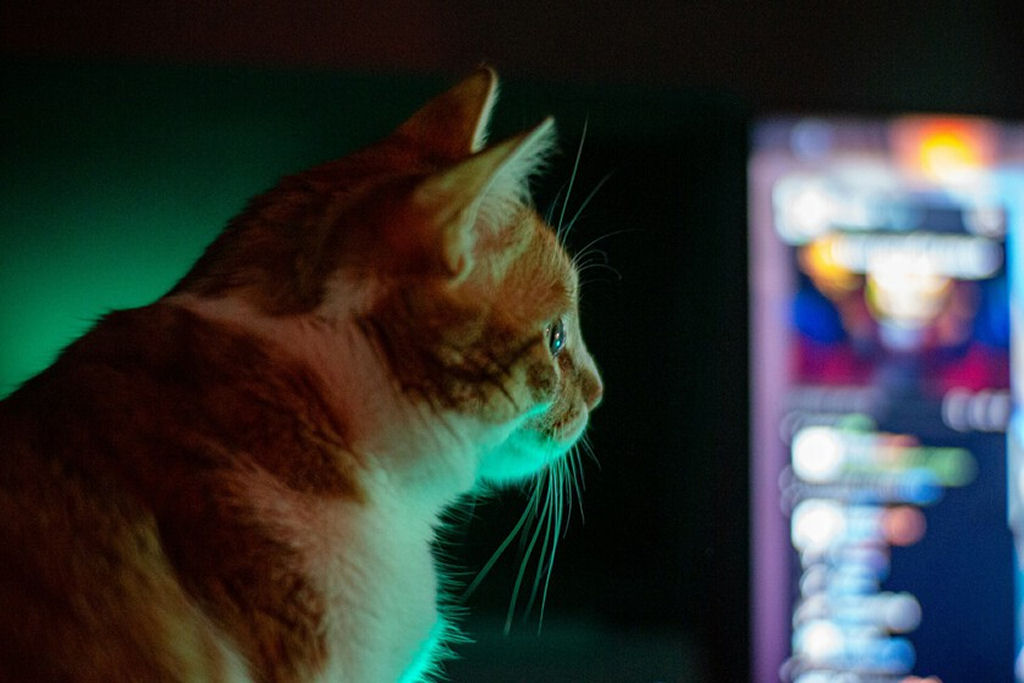 Os humanos não são os únicos obcecados por telas, gatos até têm sua própria 'Catflix'