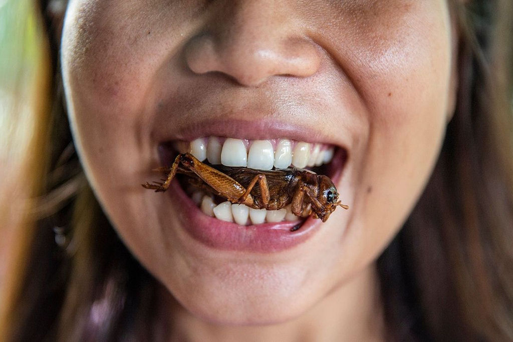 Por que o mundo n�o est� comendo mais insetos?