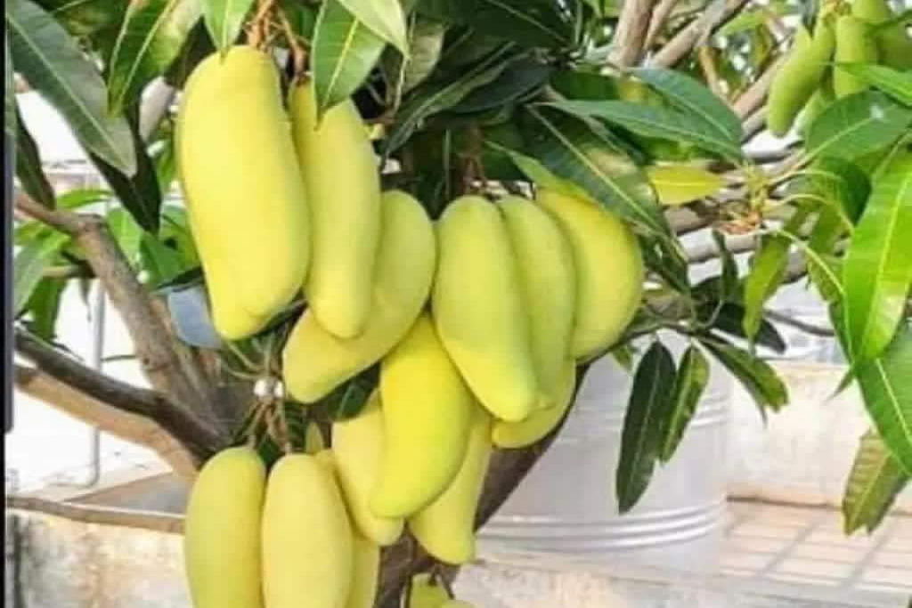 A manga-banana tailandesa praticamente n�o tem caro�o