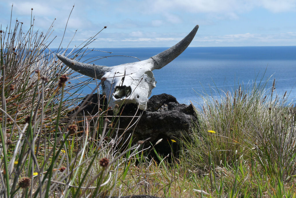 Em 1871, contra todas as expectativas, 5 vacas abandonadas colonizaram um ilha