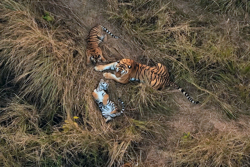 Tigresas demonstram comportamento nunca visto antes na natureza