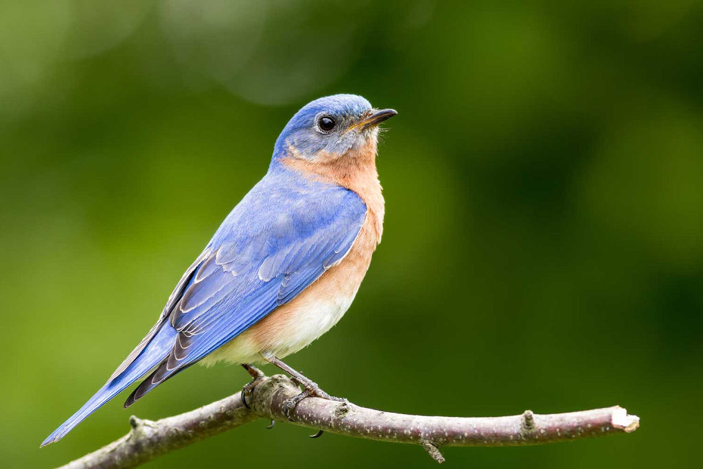 Por que a cor azul � t�o rara na natureza?