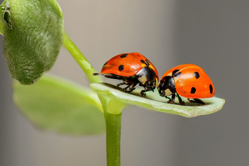Insetos n�o somente movem o mundo, eles s�o os principais artifices da vida na Terra