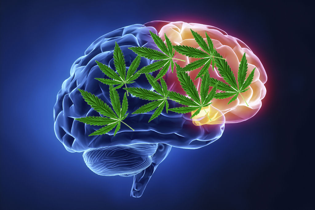 Voc� sabe o que realmente acontece com o c�rebro da pessoa que fuma maconha?