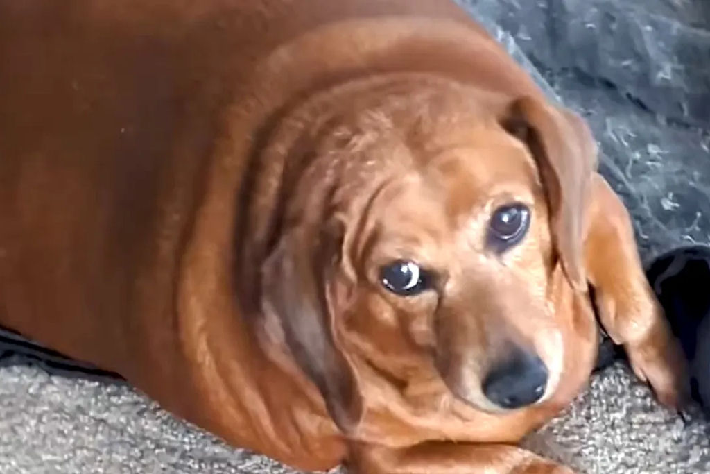 Cuidadora adota dachshund obesa de paciente com problemas de mem�ria para ajud�-la a perder peso