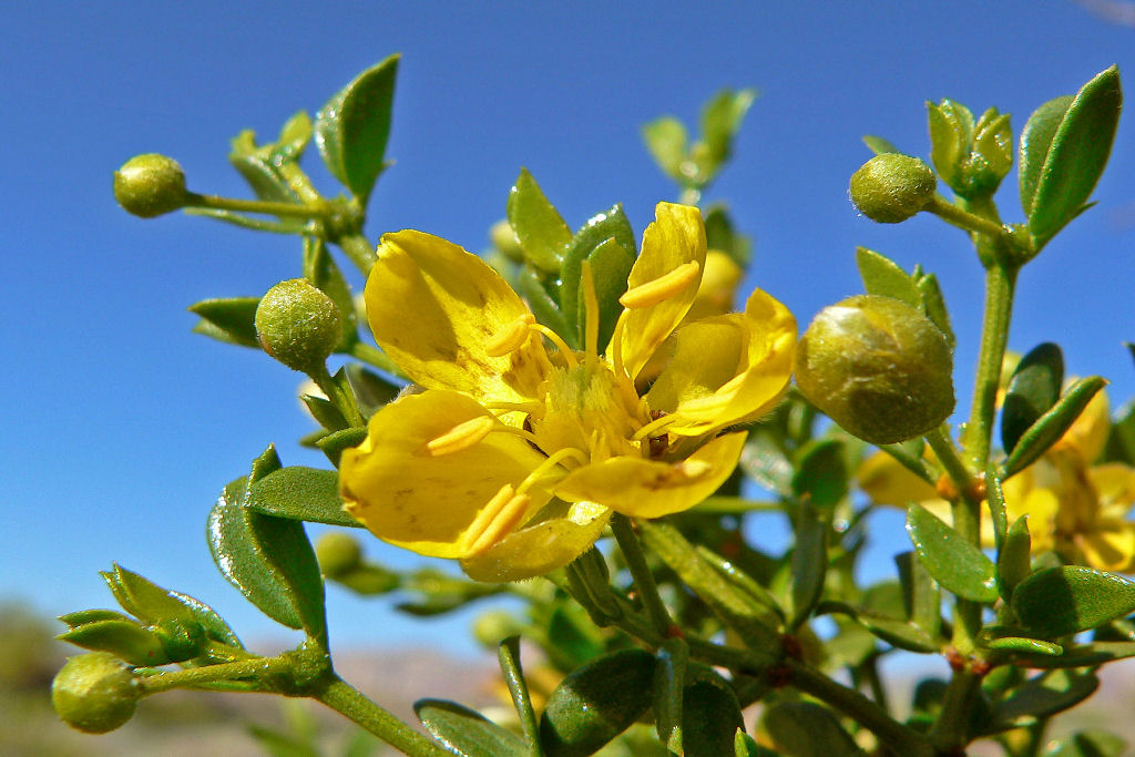 Uma das plantas mais antigas da Terra vive no deserto da Calif�rnia, e ningu�m liga