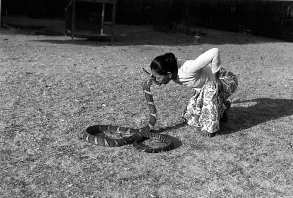 A inacredit�vel hist�ria da encantadora que beijava uma cobra-rei... 3 vezes