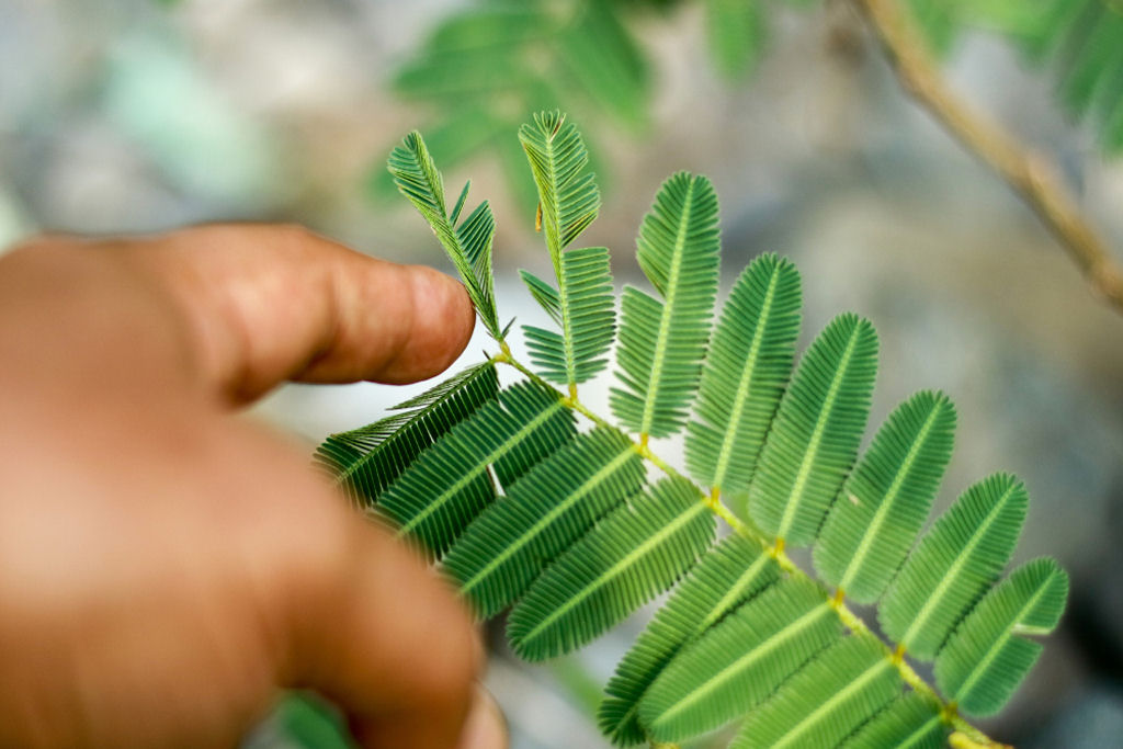 Quais caminhos evolutivos levaram a dormideira a fechar as folhas quando tocada?