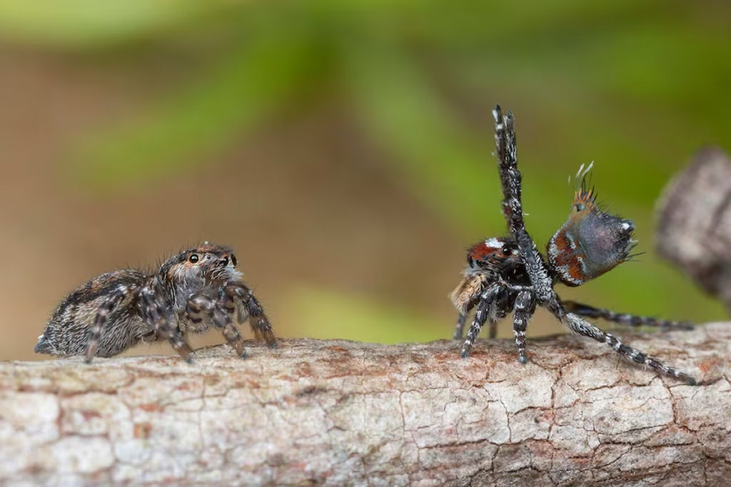 Machos da aranha-pav�o viram comida se rebolarem bem ou n�o para a f�mea