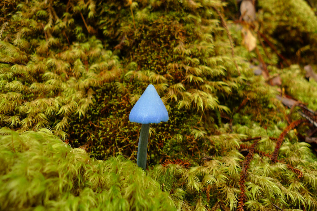 Este lindo cogumelo-azul-celeste permite inferir o conceito de complexos de espécies