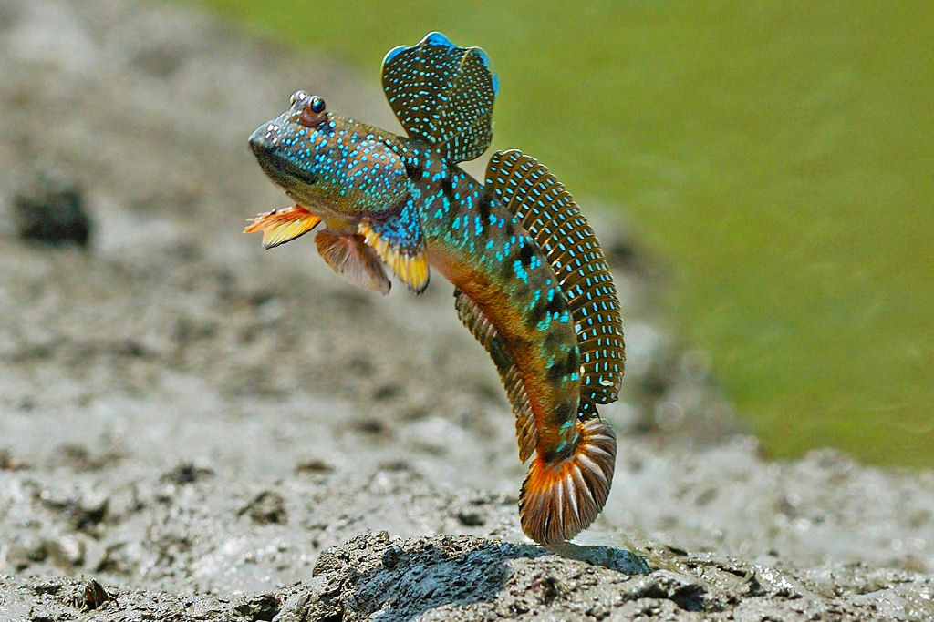 Este peixe esquisitão consegue saltar quase tão alto quanto você