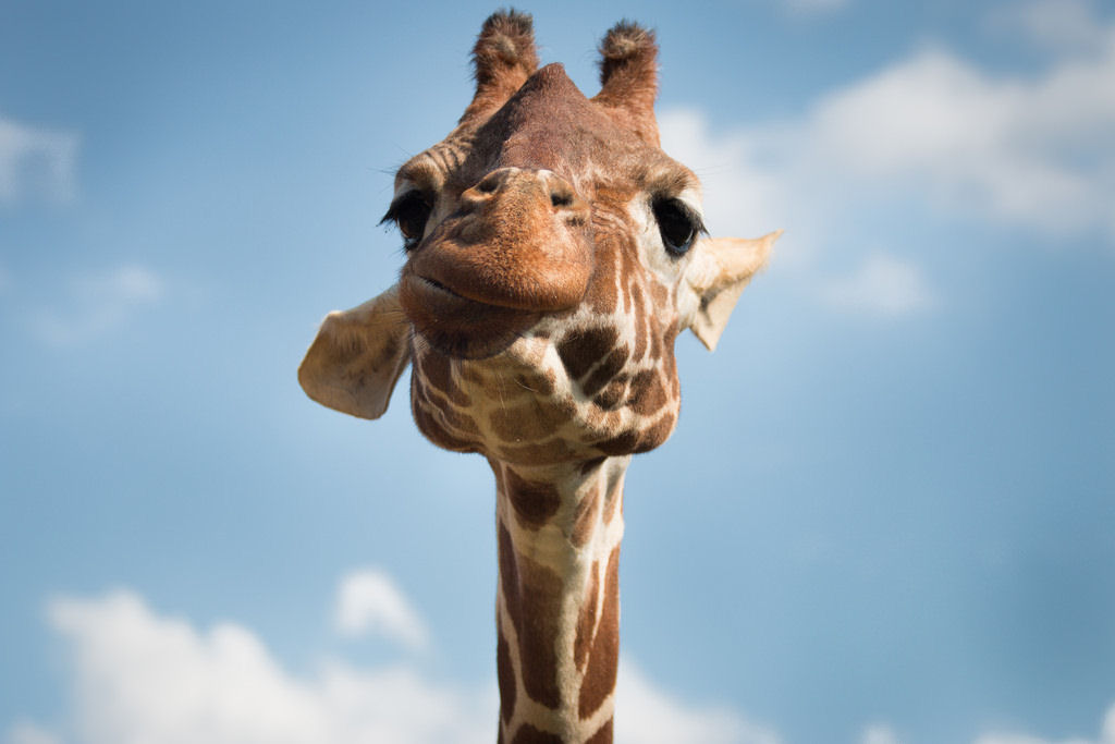 O que s�o aquelas coisas na cabe�a das girafas?