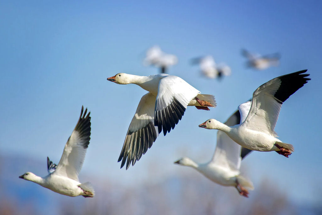 Como as aves se orientam?: Desvendando o GPS biol�gico