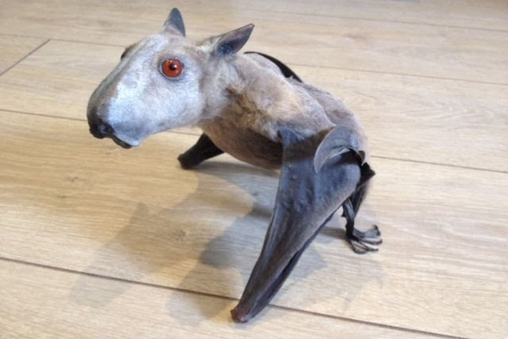 O maior morcego da �frica parece uma g�rgula monstruosa de uma catedral medieval