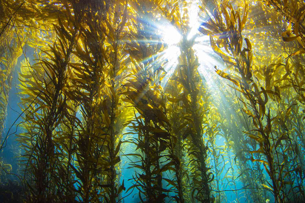 Sabia que existem florestas gigantescas no fundo do oceano