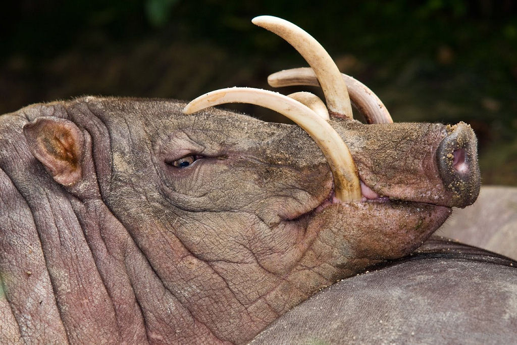 Babirussa, o estranho porco que pode morrer empalado com a própria presa