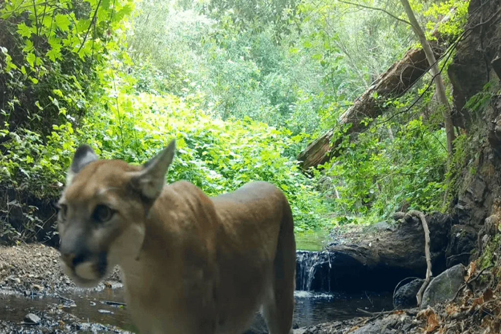 Imagens fascinantes de câmera de trilha mostram animais na Floresta Nacional de Angeles