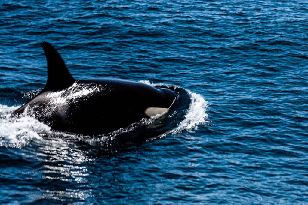 Tony, a longeva orca ib�rica surgiu com dez buracos de bala em sua nadadeira