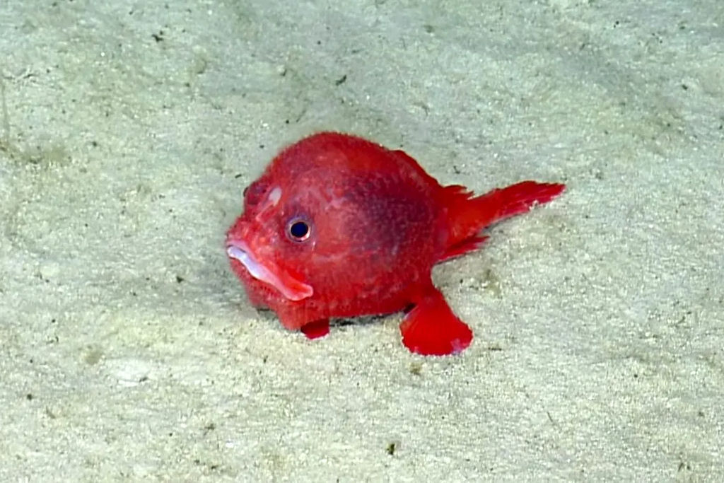Dois raros peixes-diabo vermelhos s�o avistados em �guas profundas da Micron�sia