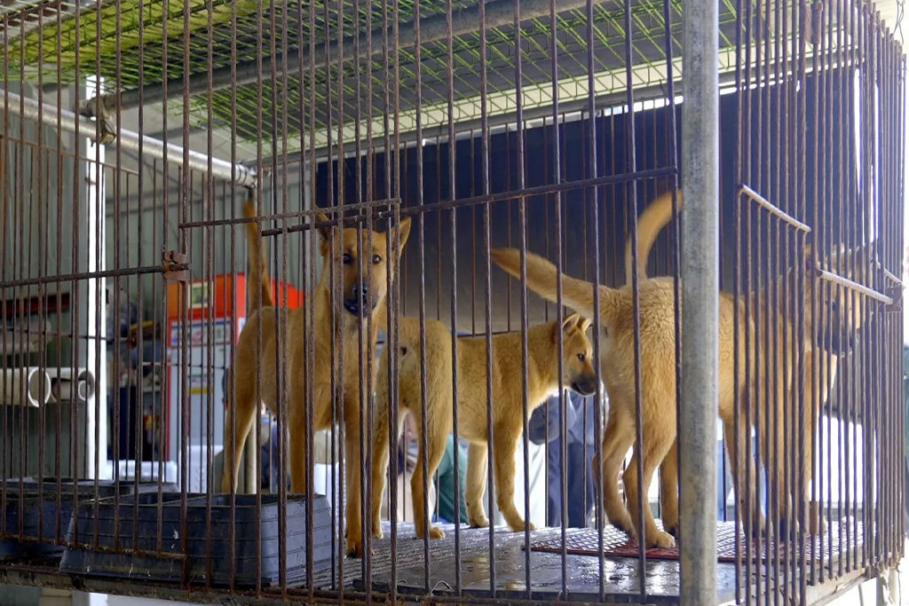 Decis�o hist�rica: este ser� o �ltimo ver�o em que sul-coreanos comer�o cachorro para se refrescar do calor