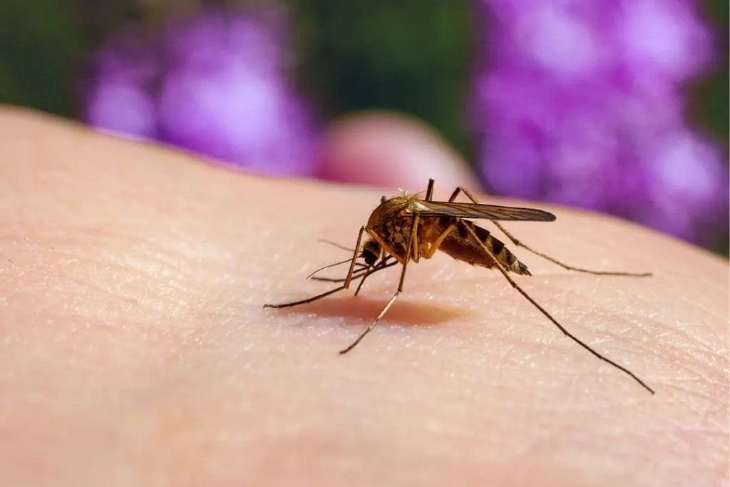 Por que os mosquitos picam algumas pessoas mais do que outras?
