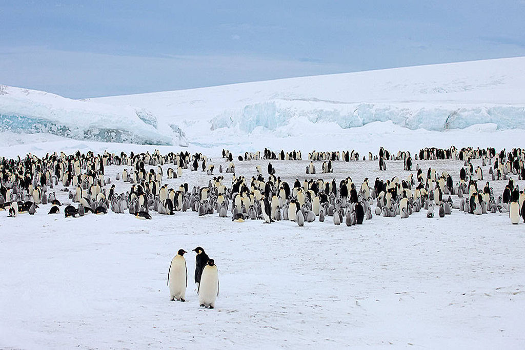 E se eu disser que os pinguins controlam o clima da Ant�rtica com seu guano