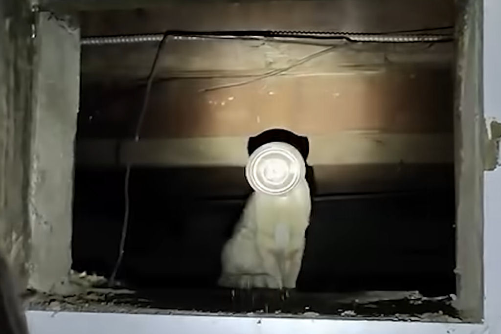 Gato sobrevive milagrosamente 5 dias sem água e comida com pote na cabeça