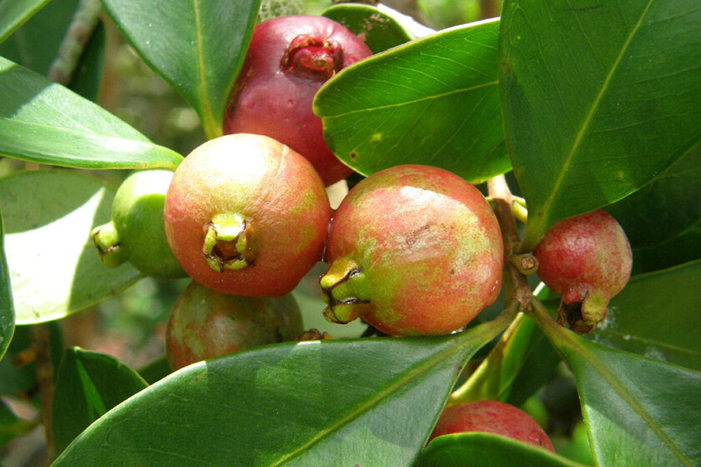 A goiaba-morango se tornou uma verdadeira dor de cabe�a para o governo havaiano