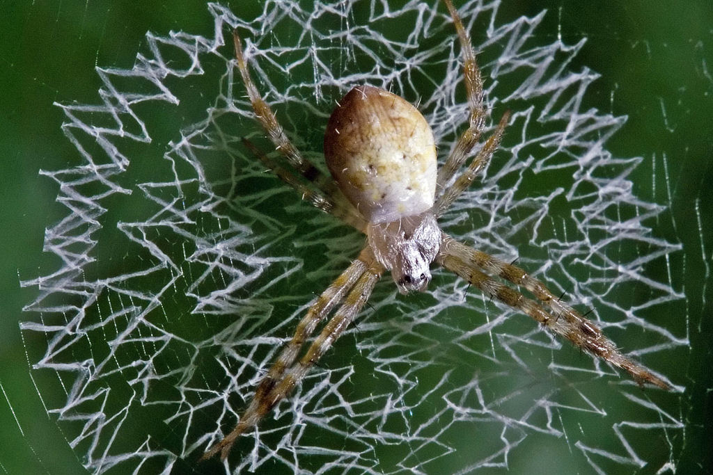 A teia de aranha é realmente mais resistente que o aço ou isso não passa de um mito?