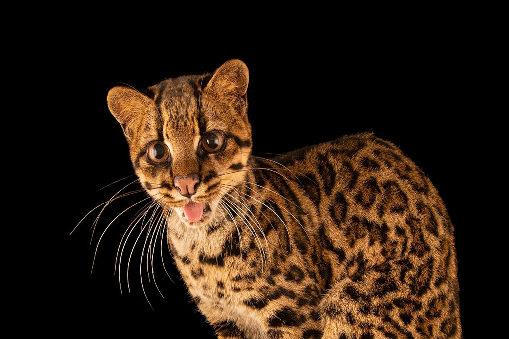 A primeira nova esp�cie de felino descoberta em 103 anos