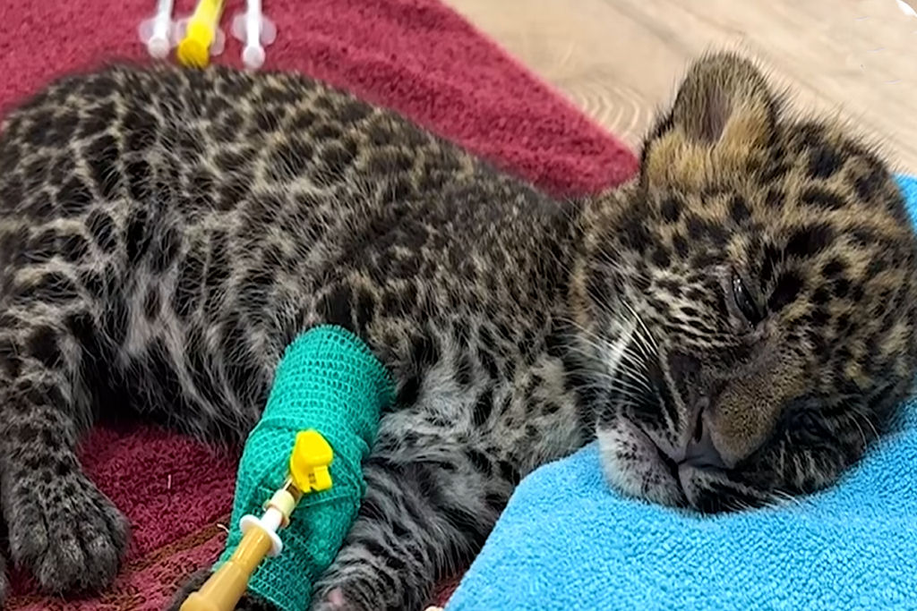Filhota de leoparda foi resgatada em meio dos horrores da invas�o russa na Ucr�nia