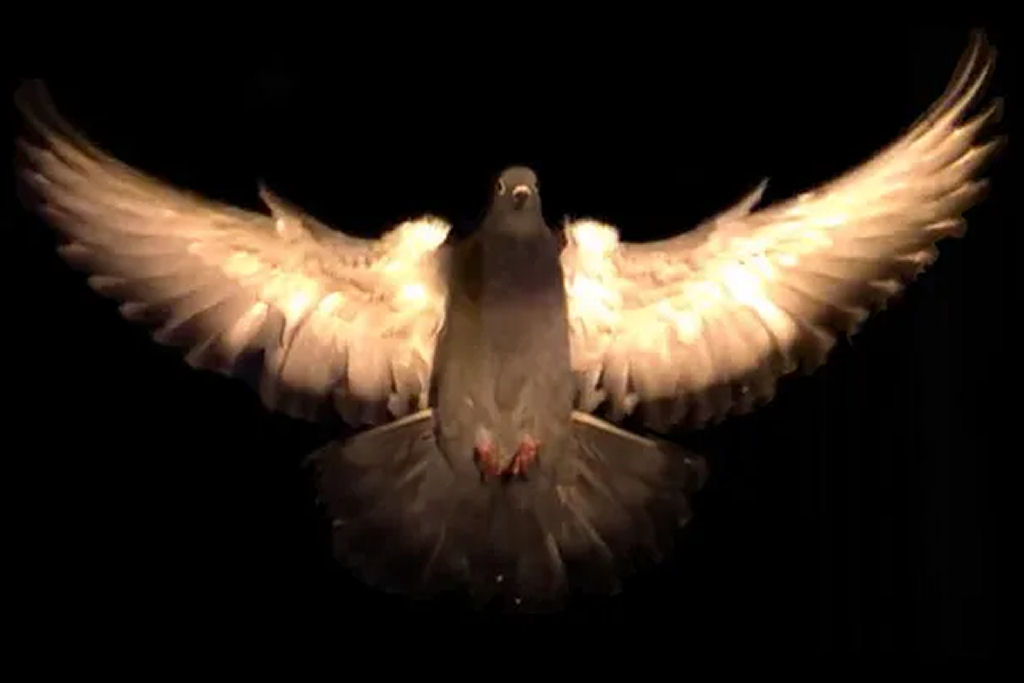 Por que as aves n�o causam mais tantos acidentes a�reos?