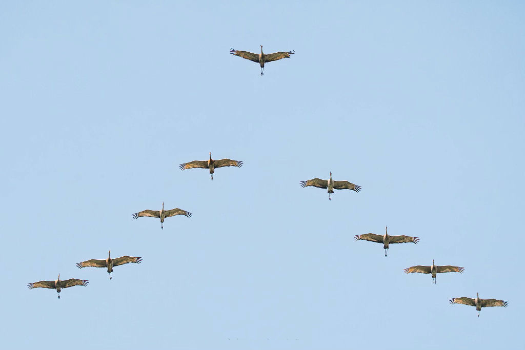 Por qual motivo as aves voam em forma��o em 'V'